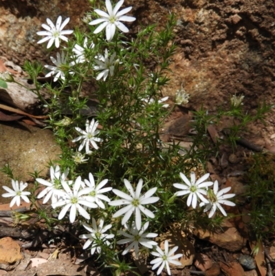 Stellaria pungens (Prickly Starwort) at Cotter River, ACT - 30 Dec 2020 by MatthewFrawley