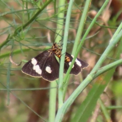 Nyctemera amicus (Senecio Moth, Magpie Moth, Cineraria Moth) at ANBG - 29 Dec 2020 by RodDeb