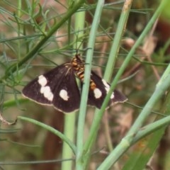 Nyctemera amicus at Acton, ACT - 29 Dec 2020