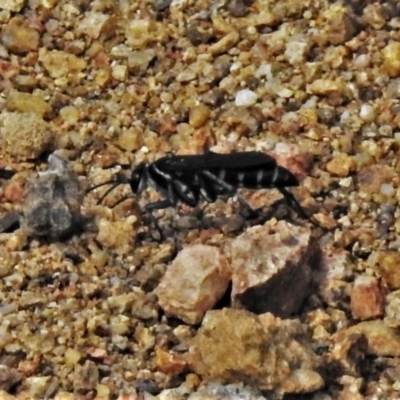 Turneromyia sp. (genus) (Zebra spider wasp) at Rob Roy Range - 29 Dec 2020 by JohnBundock