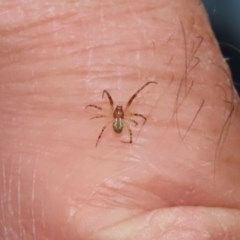 Cryptachaea veruculata (Diamondback comb-footed spider) at Acton, ACT - 29 Dec 2020 by RodDeb