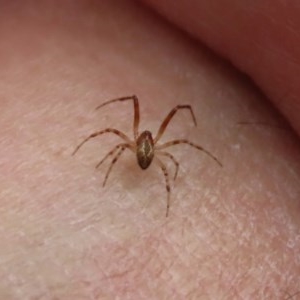 Cryptachaea veruculata at Acton, ACT - 29 Dec 2020