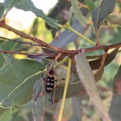 Gynoplistia (Gynoplistia) bella (A crane fly) at Murrumbateman, NSW - 30 Dec 2020 by SimoneC