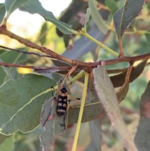 Gynoplistia (Gynoplistia) bella at Murrumbateman, NSW - 30 Dec 2020