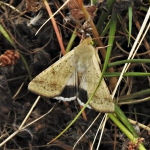 Helicoverpa punctigera at Tuggeranong DC, ACT - 29 Dec 2020 11:25 AM