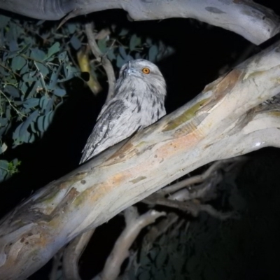 Podargus strigoides (Tawny Frogmouth) at Macarthur, ACT - 25 Dec 2020 by Liam.m