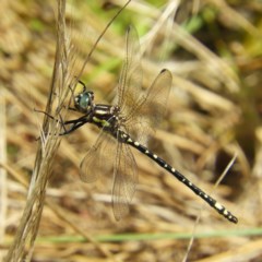 Eusynthemis virgula (Golden Tigertail) at Brindabella, NSW - 30 Dec 2020 by MatthewFrawley