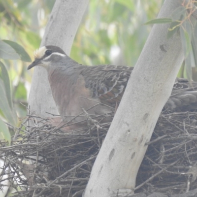 Phaps chalcoptera (Common Bronzewing) at Tharwa, ACT - 28 Dec 2020 by Liam.m