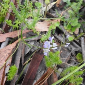 Glycine clandestina at Mount Clear, ACT - 29 Dec 2020 08:23 AM