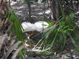 Alectura lathami (Australian Brush-turkey) at Noosa Heads, QLD - 16 Dec 2020 by Liam.m