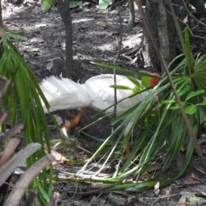 Alectura lathami (Australian Brush-turkey) at Noosa Heads, QLD by Liam.m