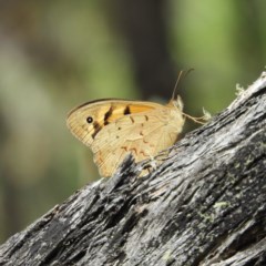 Heteronympha merope (Common Brown Butterfly) at Brindabella, NSW - 30 Dec 2020 by MatthewFrawley