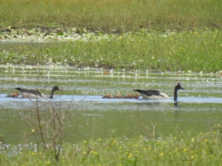 Anseranas semipalmata (Magpie Goose) at Lake MacDonald, QLD - 13 Dec 2020 by Liam.m