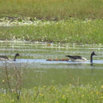 Anseranas semipalmata (Magpie Goose) at Lake MacDonald, QLD - 13 Dec 2020 by Liam.m