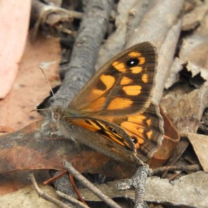 Geitoneura klugii at Brindabella, NSW - 30 Dec 2020