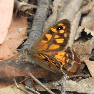 Geitoneura klugii (Marbled Xenica) at Brindabella, NSW - 30 Dec 2020 by MatthewFrawley