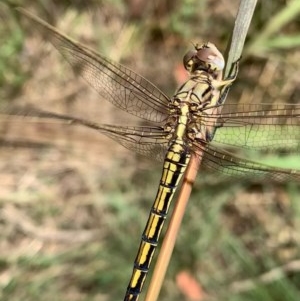 Orthetrum caledonicum at Murrumbateman, NSW - 30 Dec 2020 03:33 PM