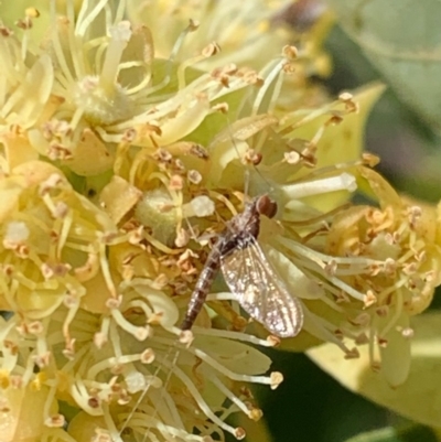 Ephemeroptera (order) (Unidentified Mayfly) at Murrumbateman, NSW - 30 Dec 2020 by SimoneC