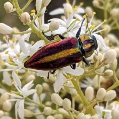 Selagis aurifera (Aurifera jewel beetle) at Red Hill Nature Reserve - 26 Dec 2020 by JackyF