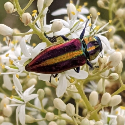Selagis aurifera (Aurifera jewel beetle) at Red Hill Nature Reserve - 26 Dec 2020 by JackyF