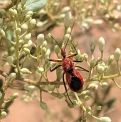 Gminatus australis (Orange assassin bug) at Hughes, ACT - 26 Dec 2020 by JackyF