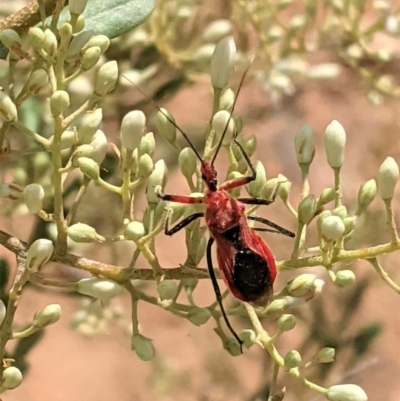 Gminatus australis (Orange assassin bug) at Hughes, ACT - 26 Dec 2020 by JackyF