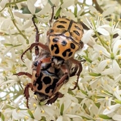 Neorrhina punctata (Spotted flower chafer) at Hughes, ACT - 26 Dec 2020 by JackyF