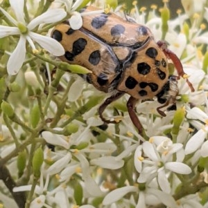 Neorrhina punctata at Hughes, ACT - 26 Dec 2020