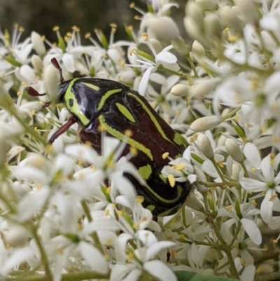 Eupoecila australasiae (Fiddler Beetle) at Red Hill Nature Reserve - 26 Dec 2020 by JackyF