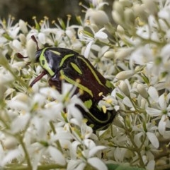 Eupoecila australasiae (Fiddler Beetle) at Hughes, ACT - 26 Dec 2020 by JackyF