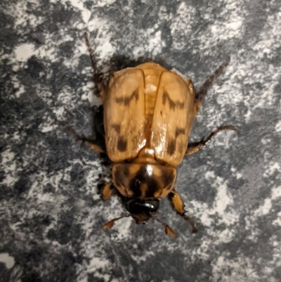 Cyclocephala signaticollis (Argentinian scarab) at Hughes, ACT - 24 Dec 2020 by JackyF