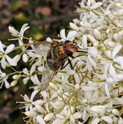 Rutilia sp. (genus) (A Rutilia bristle fly, subgenus unknown) at Hughes, ACT - 26 Dec 2020 by JackyF