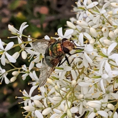 Rutilia sp. (genus) (A Rutilia bristle fly, subgenus unknown) at Red Hill Nature Reserve - 26 Dec 2020 by JackyF