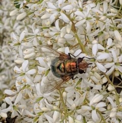 Rutilia sp. (genus) at Hughes, ACT - 26 Dec 2020