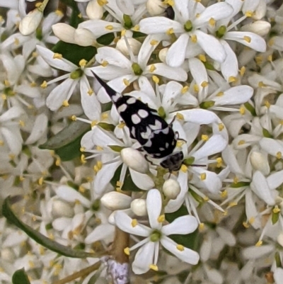 Hoshihananomia leucosticta (Pintail or Tumbling flower beetle) at Hughes, ACT - 26 Dec 2020 by JackyF