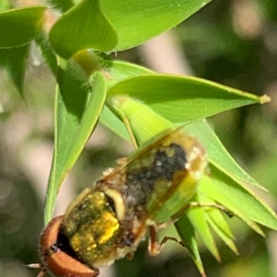 Odontomyia decipiens (Green Soldier Fly) at Murrumbateman, NSW - 30 Dec 2020 by SimoneC