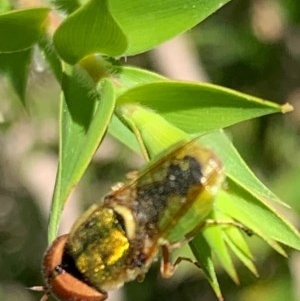 Odontomyia decipiens at Murrumbateman, NSW - 30 Dec 2020