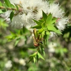 Odontomyia decipiens at Murrumbateman, NSW - 30 Dec 2020