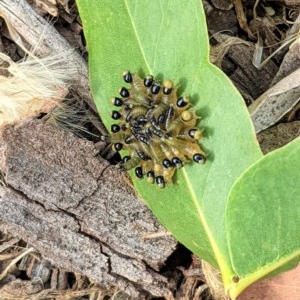 Pseudoperga sp. (genus) at Deakin, ACT - 30 Dec 2020