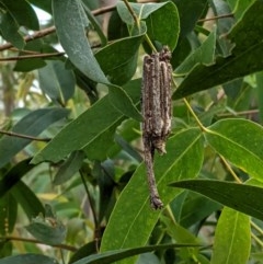 Clania ignobilis (Faggot Case Moth) at Deakin, ACT - 30 Dec 2020 by JackyF