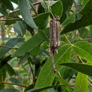 Clania ignobilis at Deakin, ACT - 30 Dec 2020