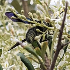 Austroscolia soror (Blue Flower Wasp) at Hughes, ACT - 26 Dec 2020 by JackyF