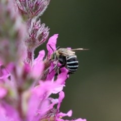 Amegilla (Zonamegilla) asserta (Blue Banded Bee) at Acton, ACT - 29 Dec 2020 by RodDeb