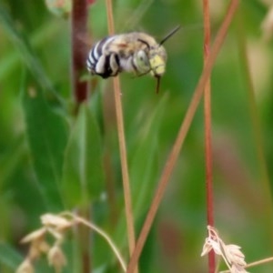 Amegilla (Zonamegilla) asserta at Acton, ACT - 29 Dec 2020