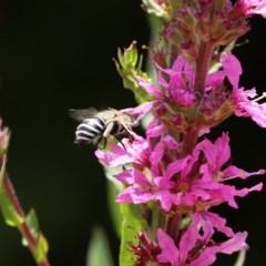 Amegilla (Zonamegilla) asserta at Acton, ACT - 29 Dec 2020