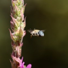 Amegilla (Zonamegilla) asserta at Acton, ACT - 29 Dec 2020