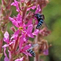 Thyreus caeruleopunctatus (Chequered cuckoo bee) at Acton, ACT - 29 Dec 2020 by RodDeb