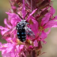 Thyreus caeruleopunctatus at Acton, ACT - 29 Dec 2020