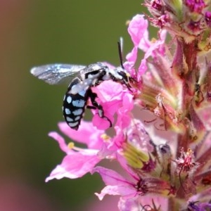 Thyreus caeruleopunctatus at Acton, ACT - 29 Dec 2020