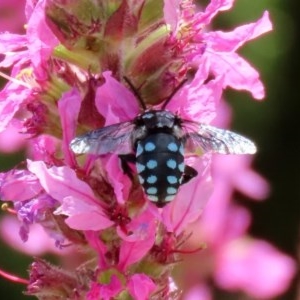 Thyreus caeruleopunctatus at Acton, ACT - 29 Dec 2020